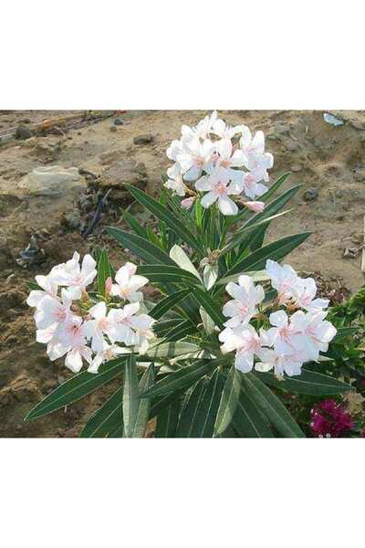 Genel Markalar Tüplü Karışık 3 Renkli Zakkum Fidanı Paketi-3 Adet