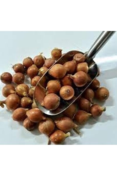 Köy Tohumları 30 Adet Saksılık Hobi Balkon Kıska Soğan Organik Ata Soğanı Hed...