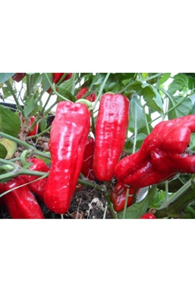 Köy Tohumları 30 Adet Tohum Nadir Organik Köy Tohumu Acı Kırmızı Urfa İsot Bi...