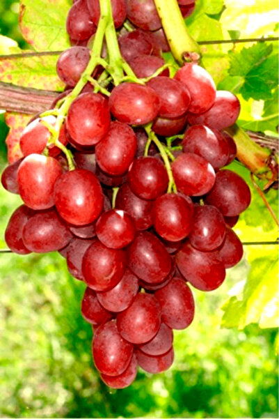 ÇİÇEKFLİX Sarmaşık cins red Globe tatlı  üzüm  bitkisi fidanı açık kök dikime...