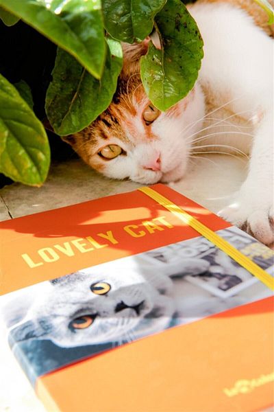 Le Color Flexible Cover Notebook 10.5x18.58 144sy Cat Lover
