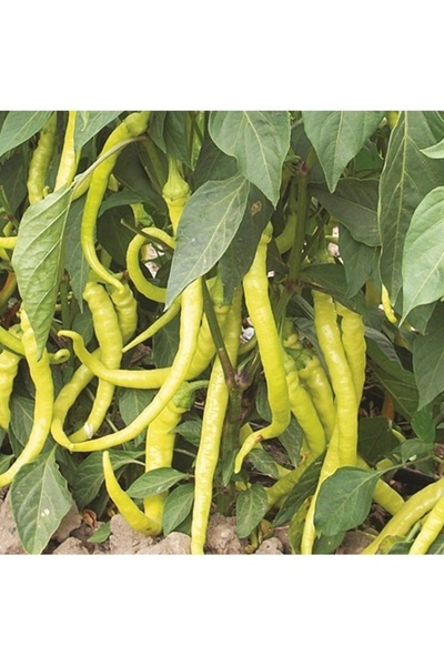 Köy Tohumları 150 Adet Tohum Organik Köy Sivri Acı Konya Biber Tohumu Ata Yad...