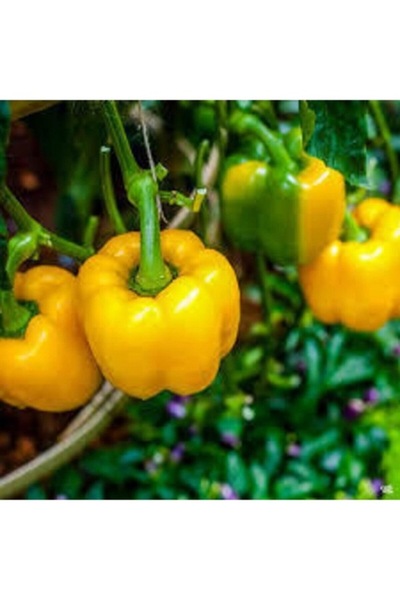 Köy Tohumları 100 Adet Tohum Sarı Kaliforniya Kalifornia Biber Tohumu Ata Yad...