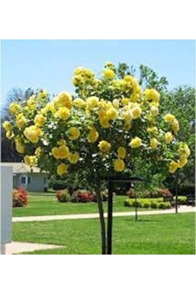 Köy Tohumları 15 Adet Organik Sarı Baston Gül Tohumu İthal Japon Bahçe Gülü S...