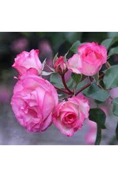 Köy Tohumları 10 Adet Tohum Organik Pembe Gül Tohum Hobi Bahçe Mezarlık Kabir...