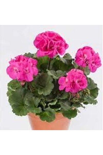 Köy Tohumları 20 Adet Tohum Nadir Pembe Renkli Sardunya Çiçeği Tohumu Sürpriz...