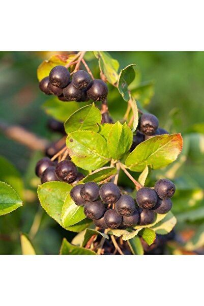 taşkar peyzaj Saksıda Soğuklara Dayanıklı Her Bölgede Olabilen Aronya Aronia ...