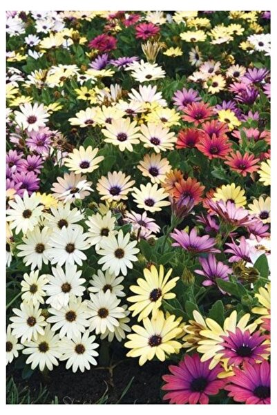 Köy Tohumları 10 Adet Tohum Nadir Kaliteli Hasat Karışık Bodrum Papatyası Bod...