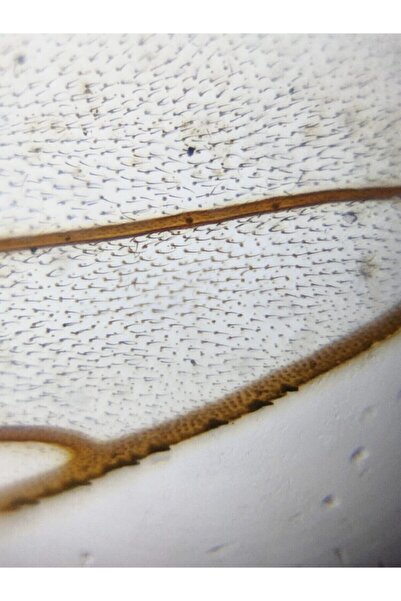 FOLDSCOPE Mikroskop Kaşif Seti