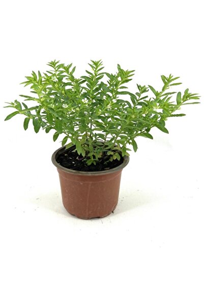 Mimoza Kufeya Fidanı Beyaz Çiçekli 10-20 cm