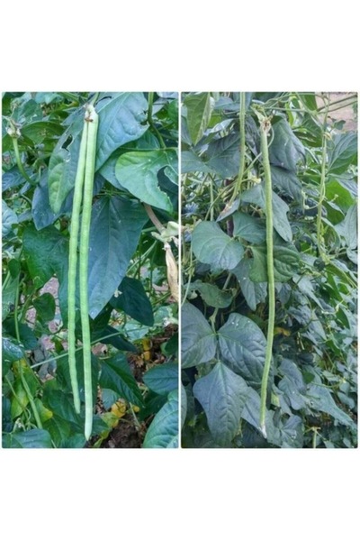 Köy Tohumları 100 Adet Tohum Nadir  Ata Tohumu Sırık Acebek Yeşil Uzun Köy Ac...