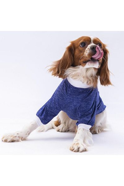 Pawstar Blue Fun Day Cat Dog Sweatshirt - Cat Dog Outfit