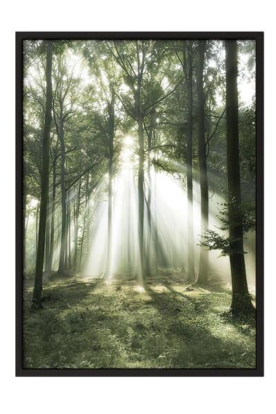 Postifull Morning Forest Çerçeveli Tablo, Siyah Çerçeve ve Poster, Duvar Tabl...