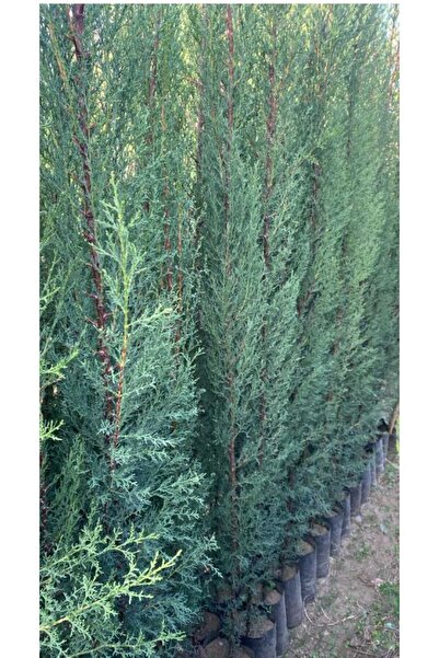 Doğan Fidancılık 9 Adet Kara Servi Fidanı Tüplü 170 - 190 Cm