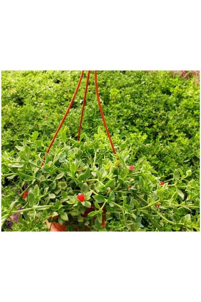 Bitkim Sende Videolu Yoğun Çiçekli Buz Çiçeği Fidanı 1 Adet Askılı Saksıda 20...