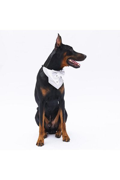 Pawstar Grey Tuxedo Cat Dog Scarf Pet Bandana