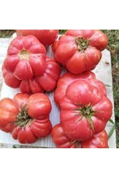 Köy Tohumları 50 Adet Tohum Nadir  Oturak Balıkesir Köy Domatesi Bol Verimli ...