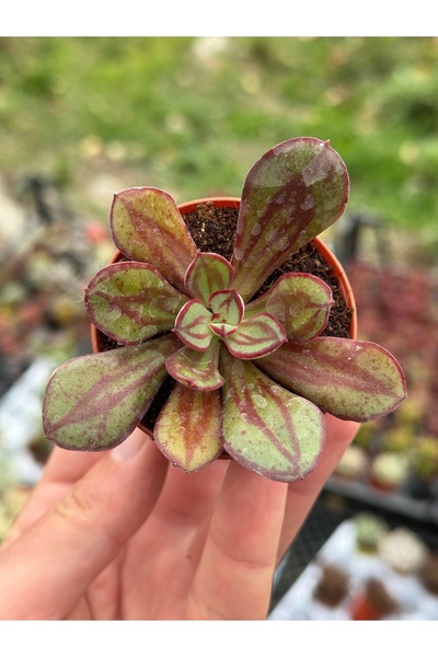 SukuLand Echeveria Nodulosa koleksiyonluk özel tür sukulent 5,5cm saksıda