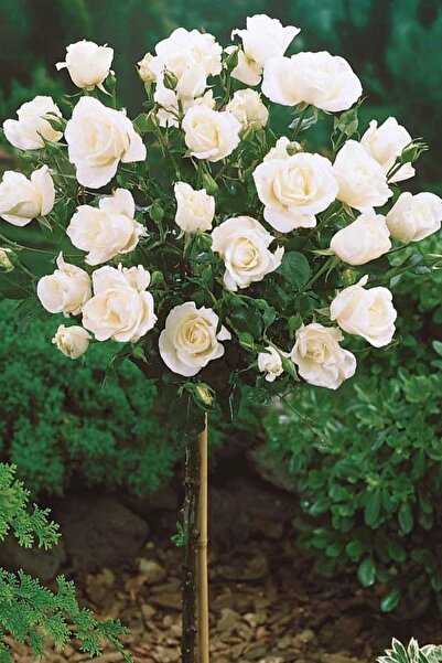 ÇİÇEKFLİX Beyaz baston gül aşılı yediveren açık kök dikime hazır 35-36cm
