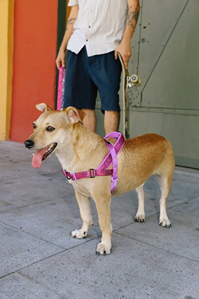 Zee.Dog Lords Of Zee.Town Brain Softer Walk Göğüs Tasması - Zee.Dog