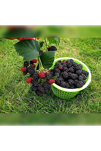 CC Jumbo Böğürtlen 50-75 Cm Boyunda Tüplüdür