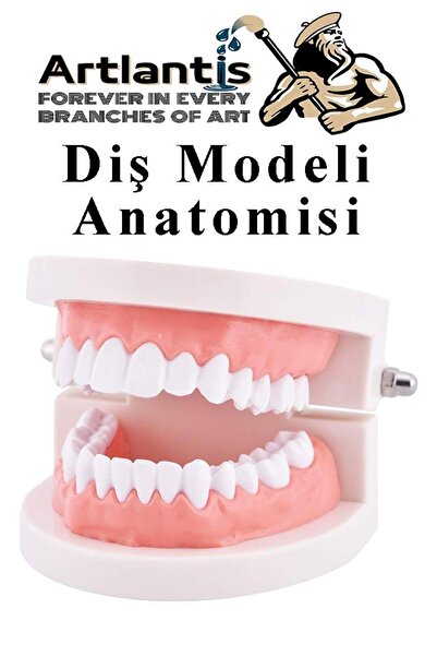 Artlantis Diş Modeli Anatomisi 1 Paket İnsan Diş Çene Modeli Eğitci Fen Biyol...