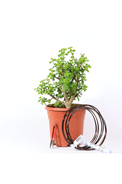SEIKA Yeşim Ağacı - Afra Bonsai Telleme Kiti No.X189