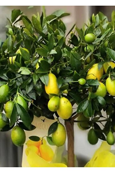 AYDOĞDU Tüplü Aşılı Misket Süs Limon fidanı