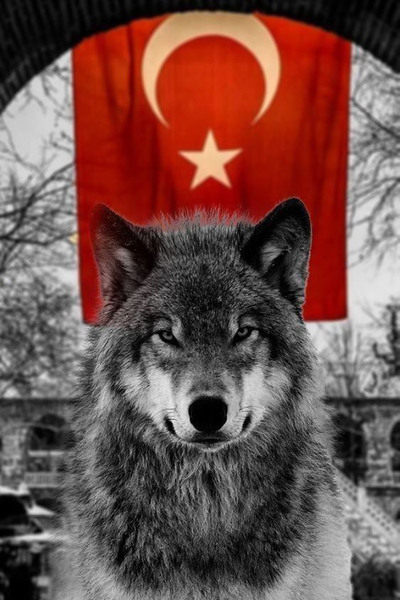 Hayal Poster Kurt ve Türk Bayrağı Poster Retro 20x30 Ebat