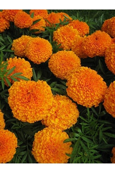 Köy Tohumları 50 Adet Tohum Nadir Turuncu Top Kadife Çiçeği Tohumu Hobi Balko...