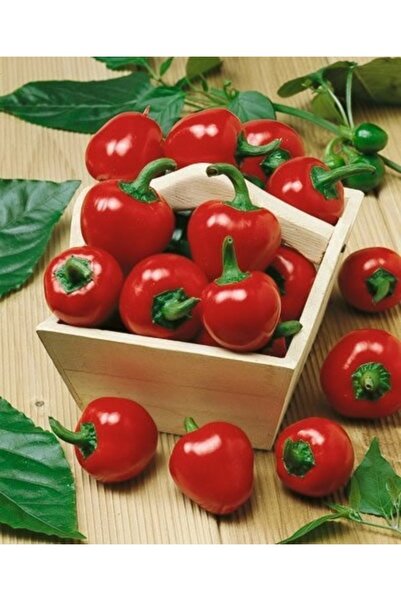 Köy Tohumları 100 Adet Tohum Kaliteli Hasat Kiraz Turşuluk Biber Tohumu Hobi ...