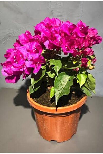 Genel Markalar Bodur Begonvil Gelin Duvağı fidanı