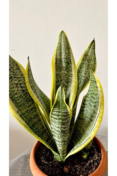 AGAPI SANSEVİERİA TRİFASCİATA-PAŞA KILICI -KILIÇ ÇİÇEĞİ-SALON BİTKİSİ