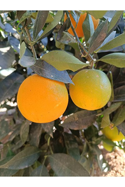 HAS ORGANİK Portakal 1kg (dalından Taze Hasat)