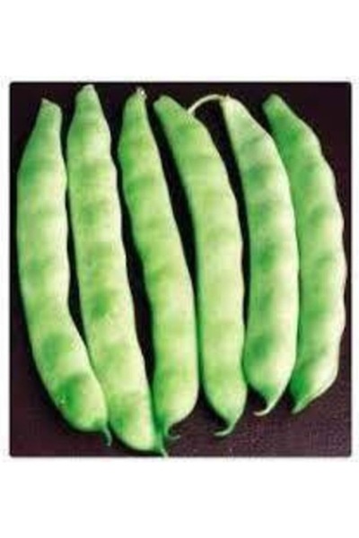 Köy Tohumları 200 Adet Tohum Taneli İstanbul Boncuk Ayşe Kadın Fasulyesi Fasü...