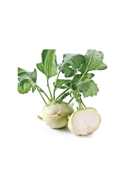 Köy Tohumları 30 Adet Tohum Nadir Organik Beyaz Alabaş Turpu Turp Tohumu Köy  Tohum Hediye Tohumlu