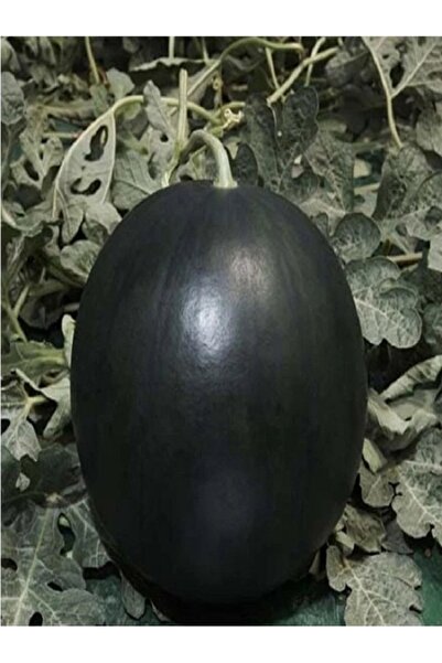 Köy Tohumları 50 Adet Tohum  Jekirdek Köylü Kara Karpuz Tohumu Ata Tohum Sürp...