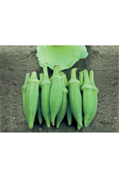 Köy Tohumları 200 Adet Tohum Nadir Küçük Kurutmalık Sultani Bamya Tohumu Sürp...