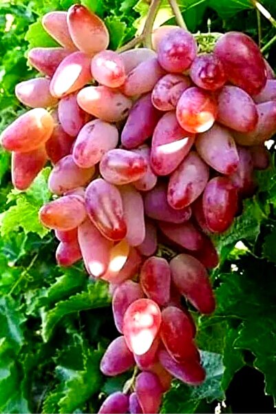 ÇİÇEKFLİX Kırmızı manikür pembe parmak üzüm tatlı açık kök/ dikime hazır 35-40cm