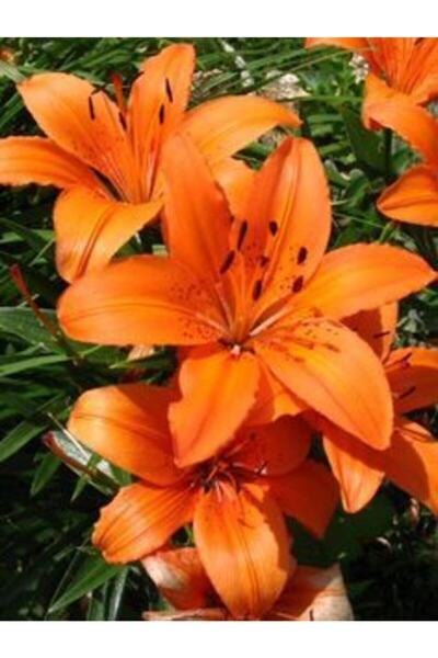 LOBELYA TOHUMCULUK Turuncu Paskalya Zambak Çiçek Soğanı 2 ADET KOKULU