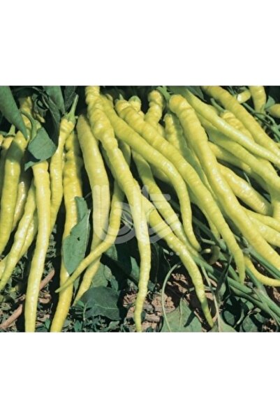 Köy Tohumları 100 Adet Tohum Acı Sarı Sivri Turşuluk Biber Tohumu Saksı Topra...