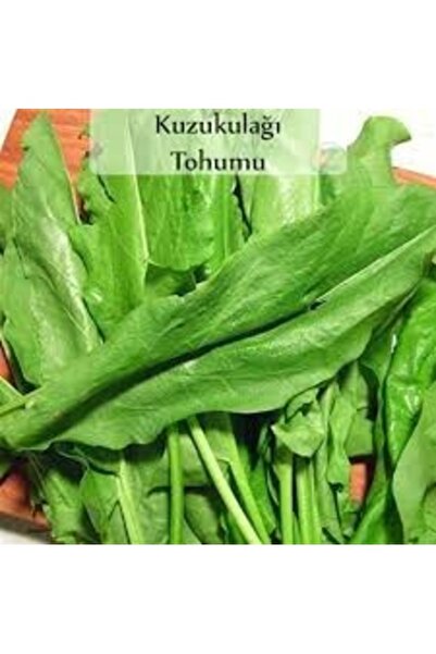Köy Tohumları 250 Adet Tohum Yeşil Ekşi Otu Kuzu Kulağı Tohumu  Tohum Ata Köy...