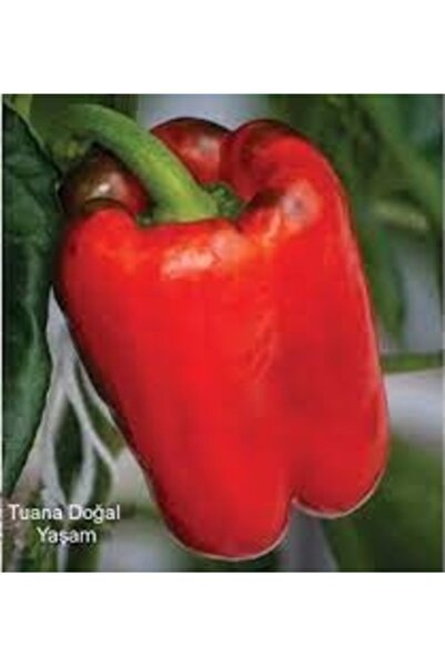 Köy Tohumları 100 Adet Tohum Organik Ata Tohum Kaliforniya Kalifornia Dolmalı...