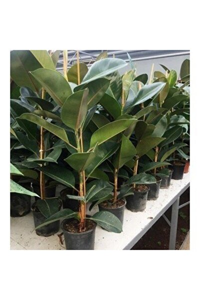 The Best Online Thebestonline Yeşil Kauçuk Çiçeği, 60-80 cm