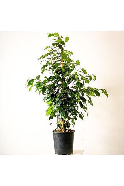 The Best Online Thebestonline Yeşil Benjamin Çiçeği, 40-60 cm