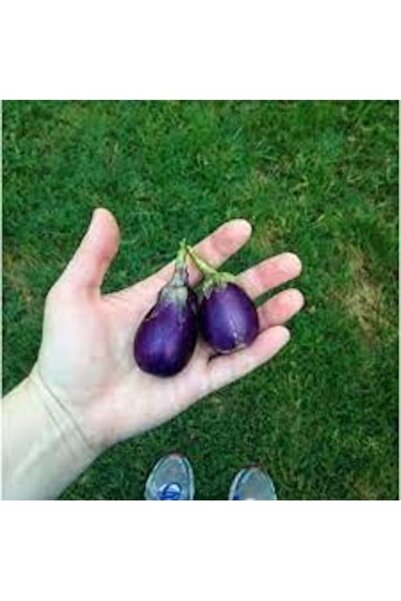 Köy Tohumları 30 Adet Tohum Mini Tropikal Mor Endonezya Mor Minik Patlıcan To...