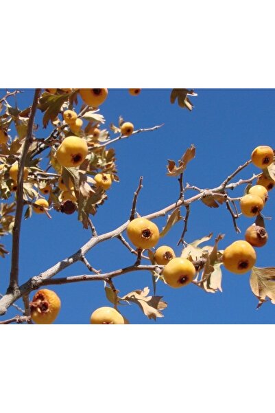 Köy Tohumları 10 Adet Tohum Organik Ata Tohum Yabani Dağ Sarı Alıç Tohumu Sak...