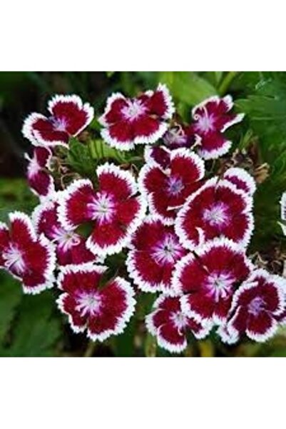 Köy Tohumları 100 Adet Tohum  Hüsnü Yusuf Karışık Renkli Saksılık Renkli Hüsn...