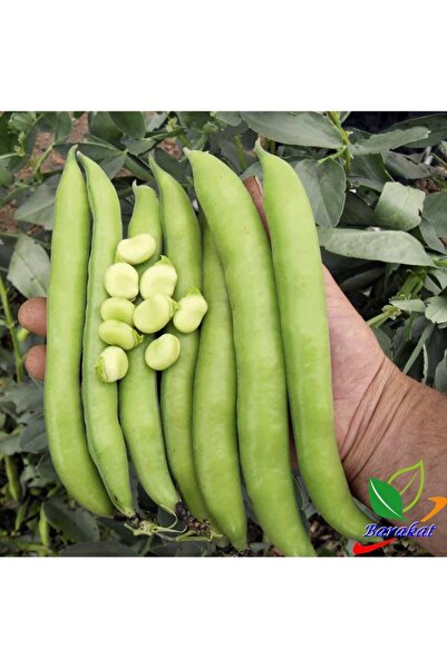 Köy Tohumları 200 Adet Balıkesir Meşhur Organik Bakla Tohumu Sürpriz Hediye T...