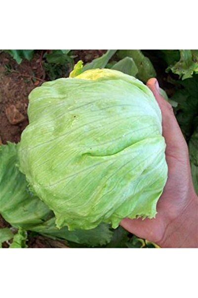 Köy Tohumları 100 Adet Tohum Taze Hasat Aysberk Göbek Marul Tohumu Hobi Bahçe Hasat Marol Tohumu